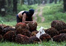 Harga TBS Plasma Riau Turun Jadi Rp3.674,30 per Kg di Periode 3–9 September 2025