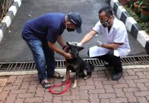 Wabah Rabies Meluas di Thailand, Ancaman Bagi Kesehatan Manusia