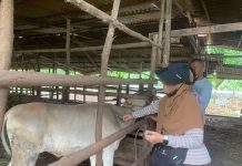 Riau Dapat 44.700 Dosis Vaksin PMK Dari Pemerintah Pusat