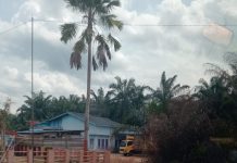 Diduga Kayu Ilegal Dibongkar di Jalan Lintas Bagan Siapiapi–Ujung Tanjung