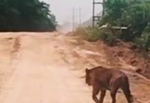 Harimau Melintas di Jalan Zamrud Siak, BBKSDA Riau Turunkan Tim