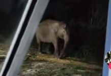 Viral di Medsos, Gajah Liar Masuk Kebun: Kapolda Riau Puji Keikhlasan Warga