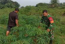 Babinsa Koramil 0321-03/Bgs Rohil Dampingi Petani Ubi Kayu di Simpang Kanan