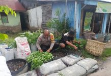 Polsek Dumai Kota Tanam Selada di Kelurahan Laksamana, Dukung Swasembada dan Ketahanan Pangan Nasional