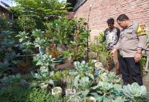 Bhabinkamtibmas Dumai Kota Monitoring Ketahanan Pangan Bergizi, Tanam Tomat Bersama Warga