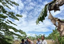 Dukung Ketahanan Pangan, Polsek Kawasan Pelabuhan Dumai Salurkan Pupuk untuk Kelompok Tani Jagung