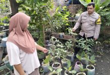 Bhabinkamtibmas Kelurahan Laksmana Cek Ketahanan Pangan Bergizi, Tanam Selada di Jalan Rajawali