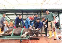 Pertamina Patra Niaga Kilang Dumai Salurkan 100 Hewan Kurban untuk Masyarakat dan Dukung Peternak Lokal
