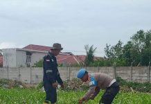 Dukung Program Ketahanan Pangan, Polsek Pelabuhan Dumai Rawat 260 Bibit Hidroponik