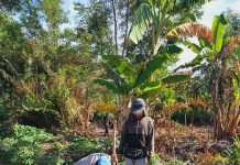 Program Ketahanan Pangan, Polsek KSKP Dumai Lakukan Pengecekan Tanaman Jagung di Kelurahan Pangkalan Sesai